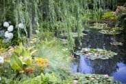 Aqua Contractor | Domestic pond weed types 