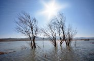 Branches Leafless Tree Water