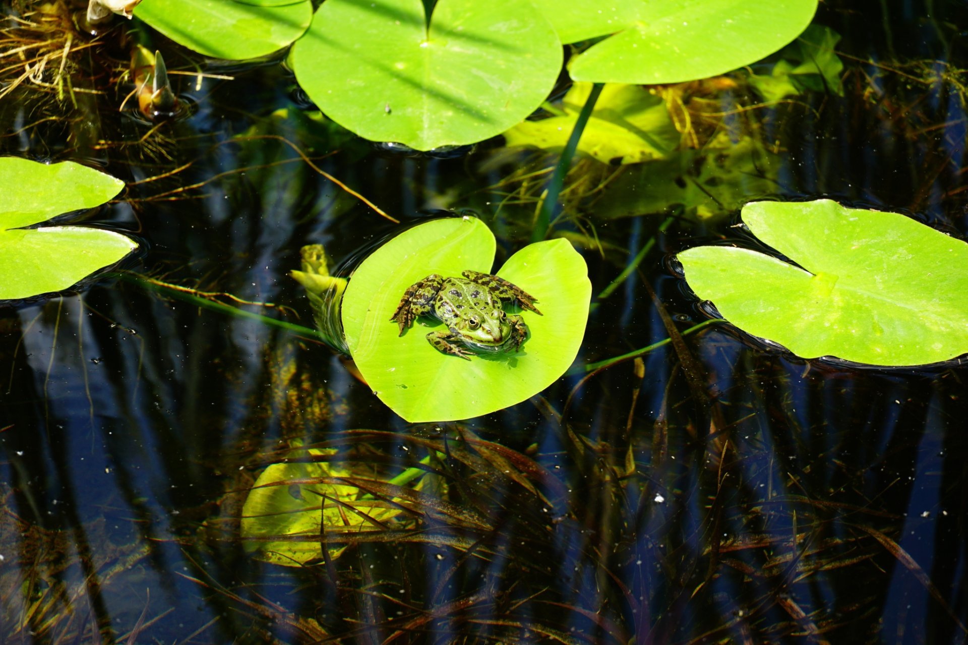 Spring pond care tips | The Aqua Contractor