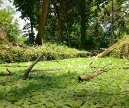 The dangers of untreated aquatic weeds | The Aqua Contractor