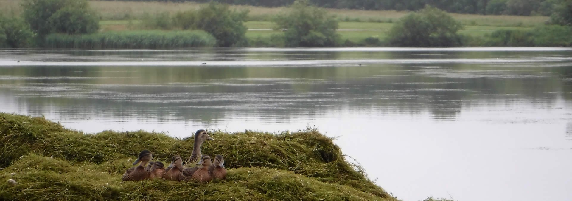 Case Studies | Manley Mere | The Aqua Contractor