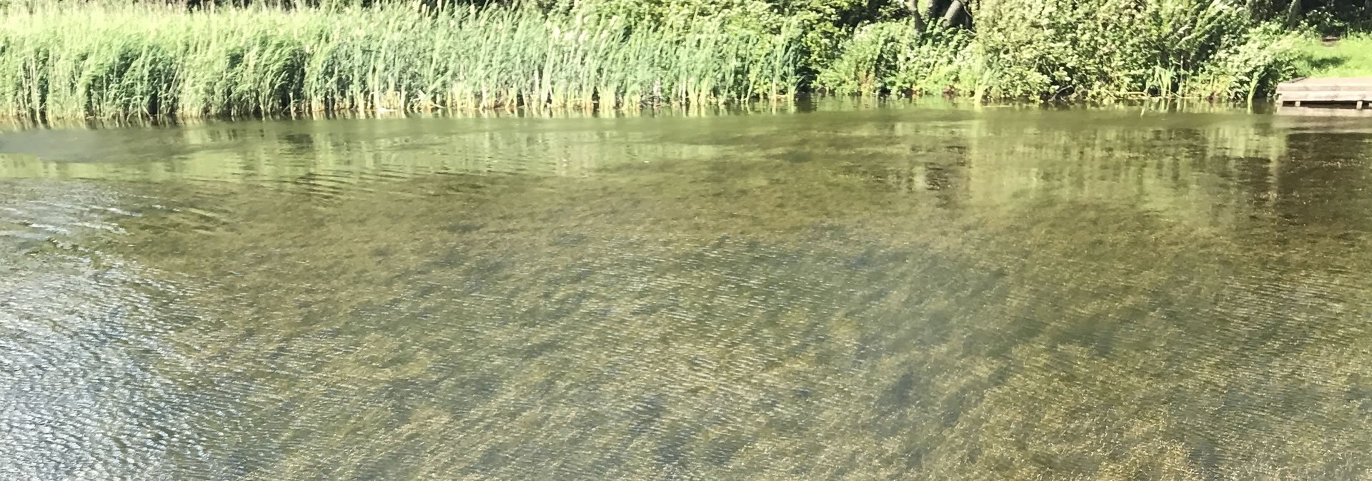 Pond Weed Identification | The Aqua Contractor