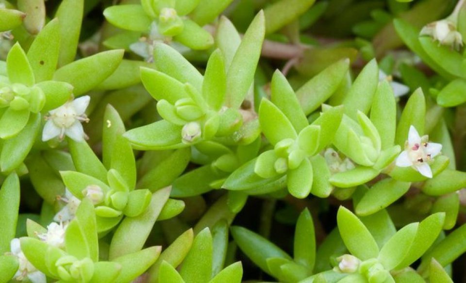 Australian Swamp Stonecrop