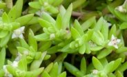 Australian Swamp Stonecrop