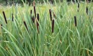 Bulrush