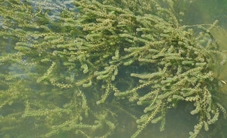 Canadian Pondweed