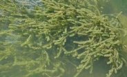 Canadian Pondweed