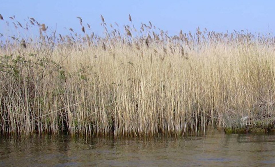 Common Reed