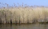 Common Reed