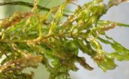 Curled Pondweed