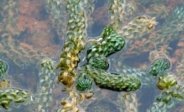 Curly Waterweed