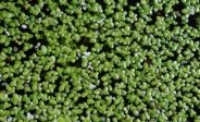 Duckweed