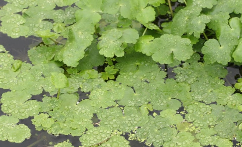 Floating Pennywort