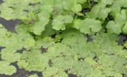 Floating Pennywort