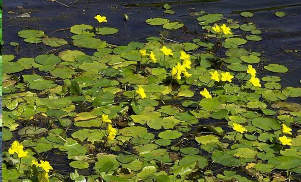 Fringed Waterlily