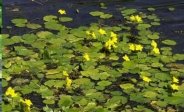 Fringed Waterlily
