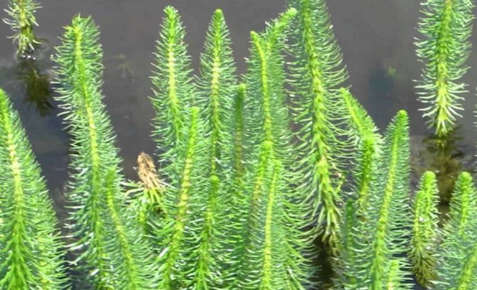 Mares Tail Pond Weed