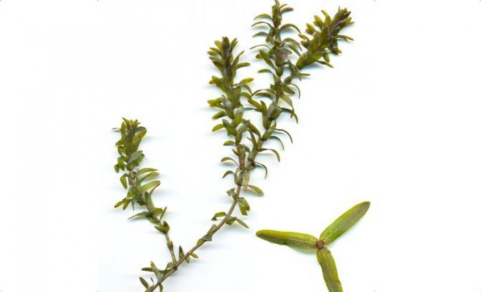 Nuttals Pondweed