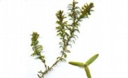Nuttals Pondweed