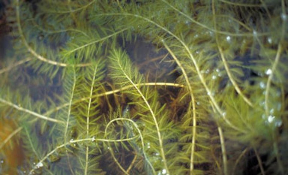 Spiked Water Milfoil