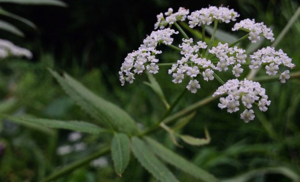 Water Parsnip