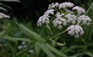 Water Parsnip
