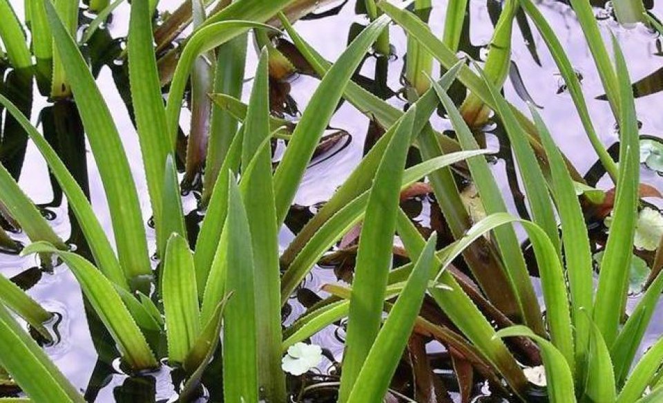 Water Soldier