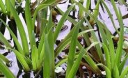 Water Soldier