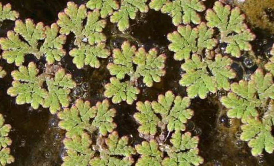 Waterfern