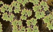 Waterfern