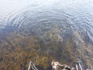 A GUIDE TO THE MOST COMMON AQUATIC WEEDS IN THE UK | The Aqua Contractor