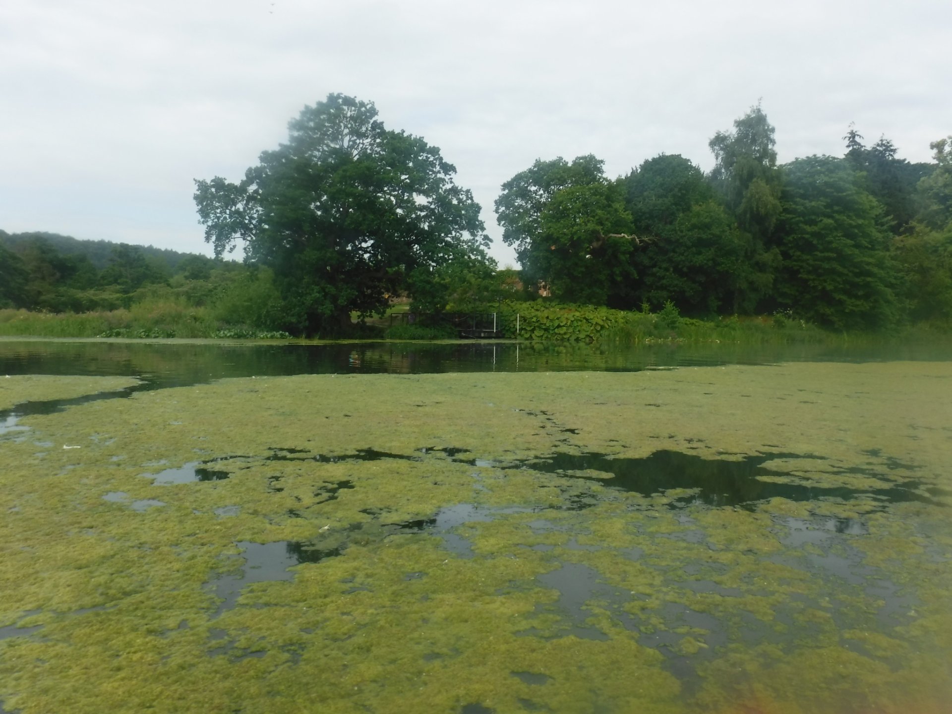 Weeds in body of water