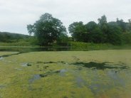 SIGNS THAT AQUATIC WEEDS ARE BECOMING A PROBLEM | The Aqua Contractor