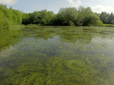 Aquatic Weeds | The Aqua Contractor 